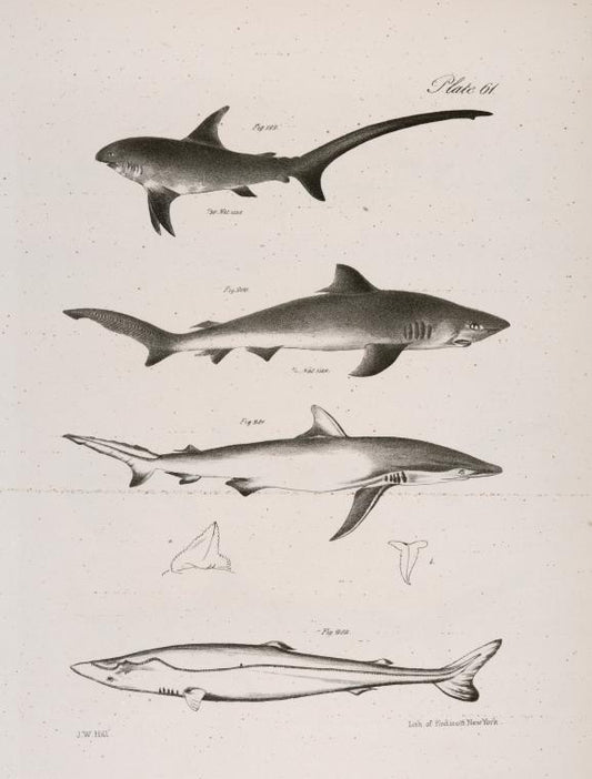 199. The Thresher Shark (Carcharias vulpes).  200.  The Small Blue Shark (C. ceruleus).  201. The Dusky Shark (C. obscurus). 202. The Nurse (Scymnus brevipinna).