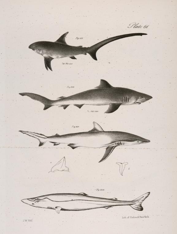 199. The Thresher Shark (Carcharias vulpes).  200.  The Small Blue Shark (C. ceruleus).  201. The Dusky Shark (C. obscurus). 202. The Nurse (Scymnus brevipinna).