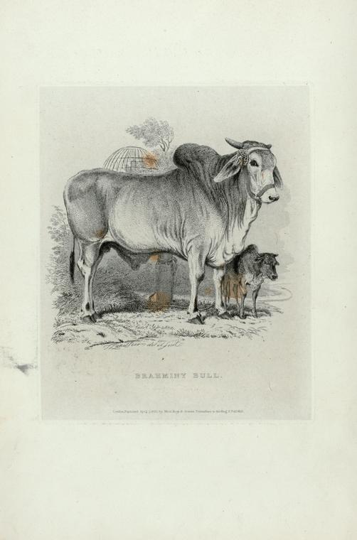 Brahminy Bull