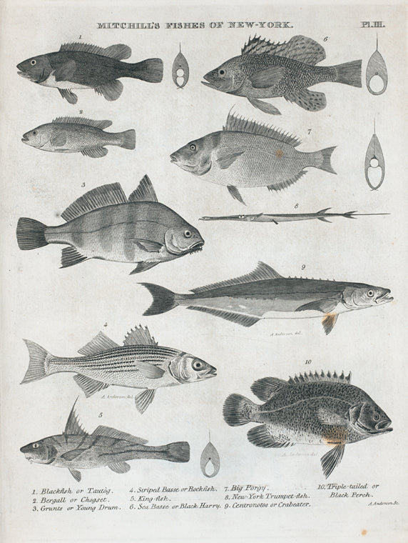 1. Blackfish or tautog; 2. Bergall or chagset; 3. Grunts or young drum; 4. Striped basse and rockfish; 5. King-fish; 6. Sea basse or black harry; 7. Big porgy; 8. New-York trumpet-fish; 9. Entronotos or Crabeater; 10. Triple-tailed or Black perch.