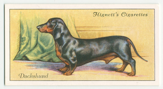 Dachshund.