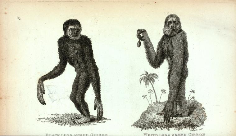 Black long-armed  Gibbon;  White long-armed Gibbon.