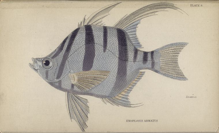 Enoplosus armatus.