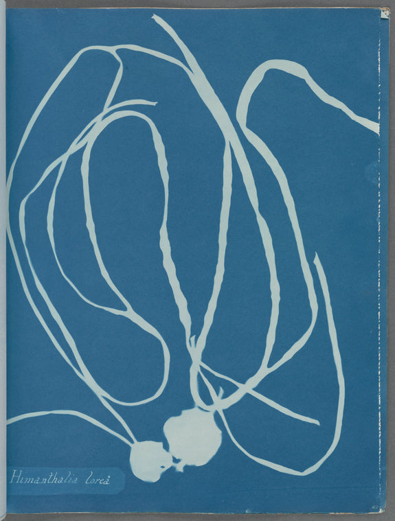 Himanthalia lorea