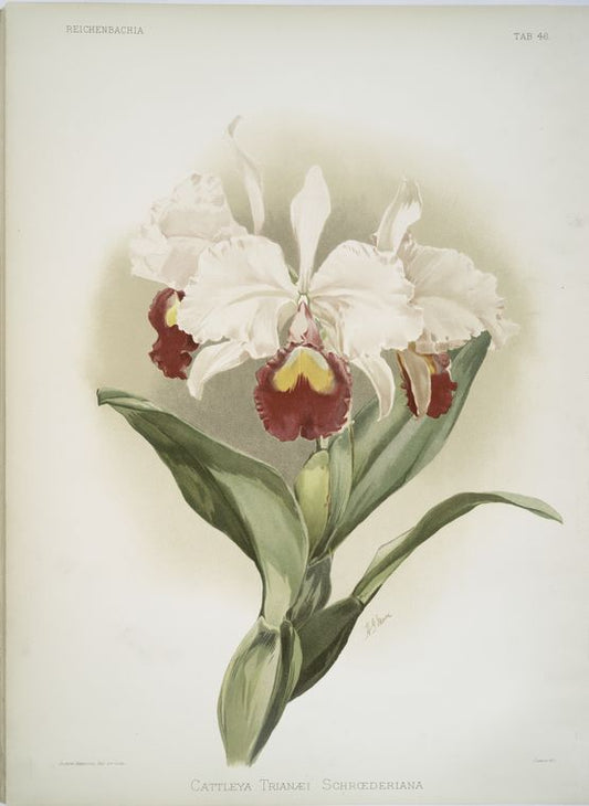 Cattleya trianaei schroederiana.