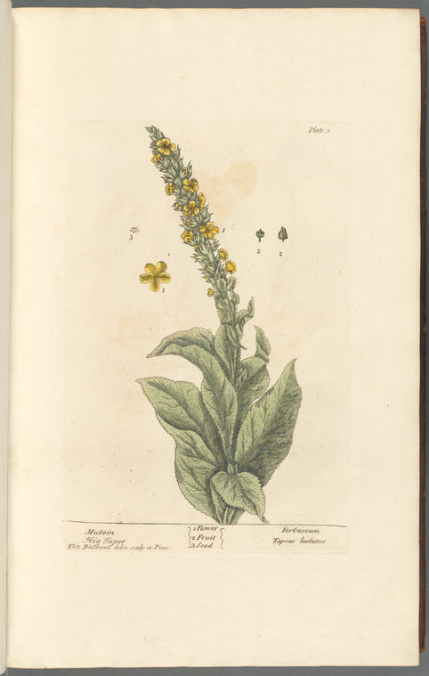 Mullein