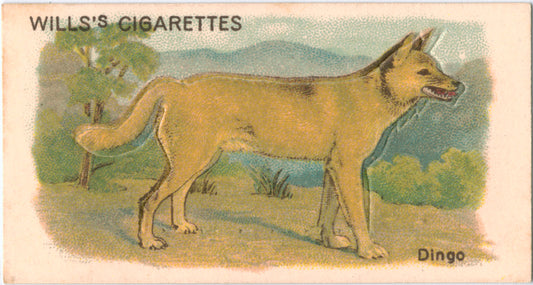 Dingo.