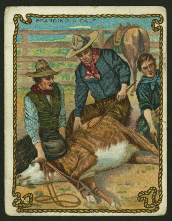 Branding calves.