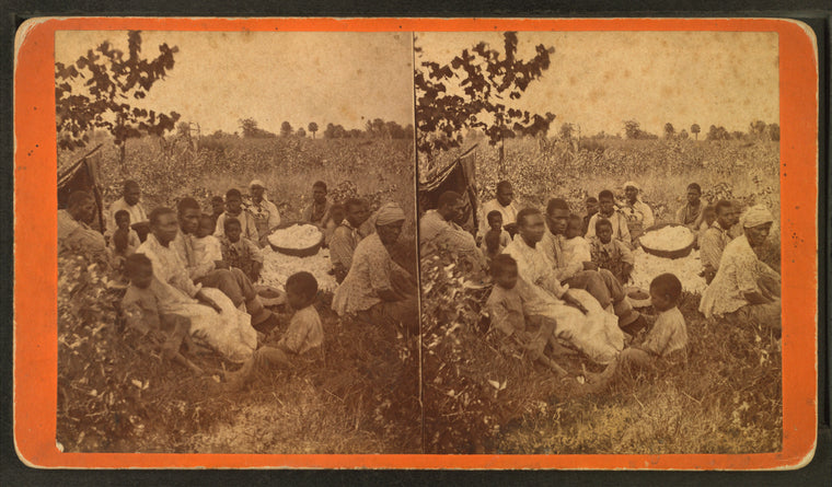 Group in cotton field.