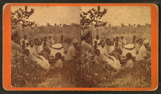Group in cotton field.
