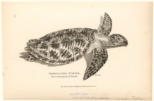 Imbricated turtle