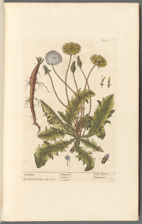 Dandelion