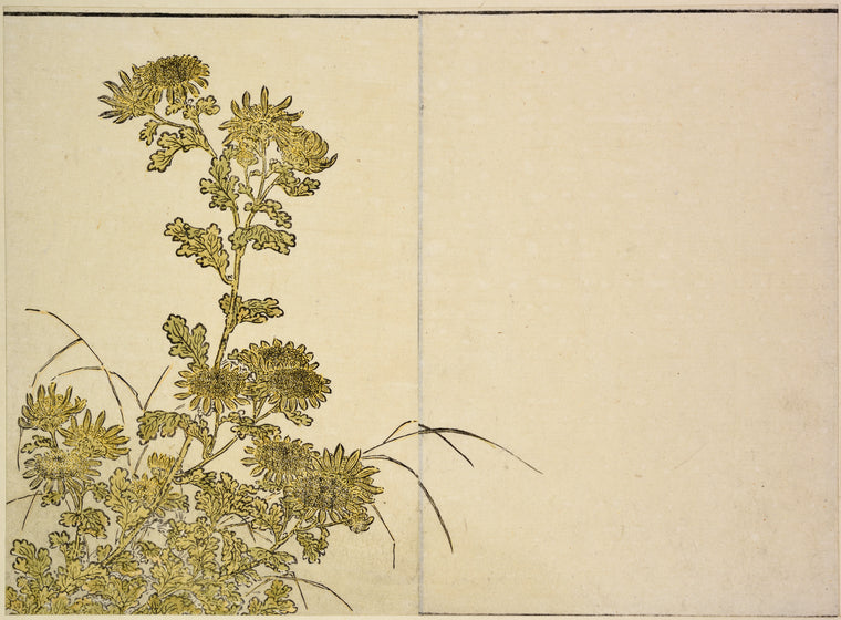 Chrysanthemums