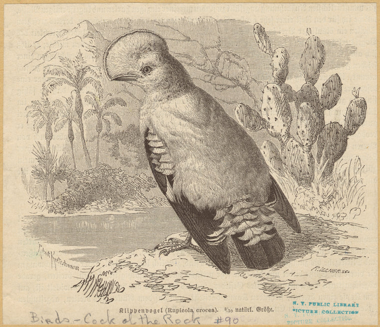 Klippenvogel (Rupicola crocea) 3/10 natürl. Grösse