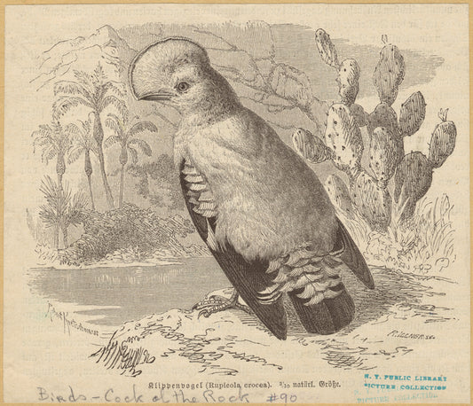 Klippenvogel (Rupicola crocea) 3/10 natürl. Grösse