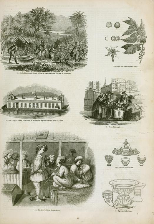 Coffee : plant, plantation, drinking, vessels
