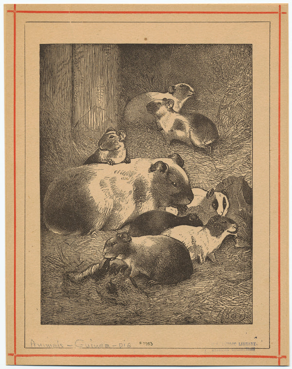 Adult guinea pigs and their young