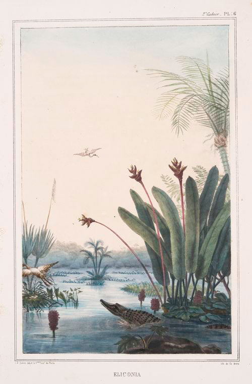 Éliconia.