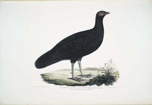 Puple Pheasant, Phasianus purpureus.