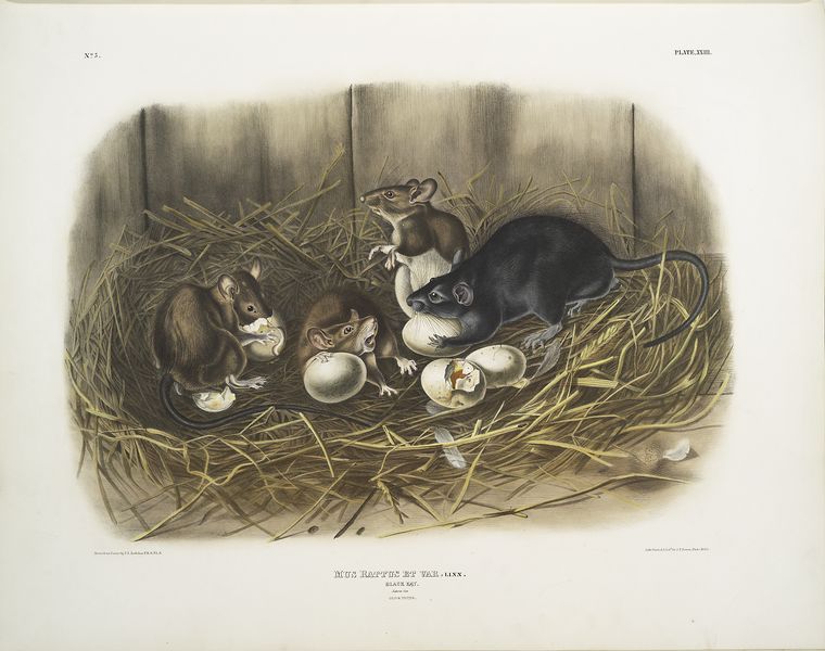 Mus Rattus et var., Black Rat. Natural size. Old & young.