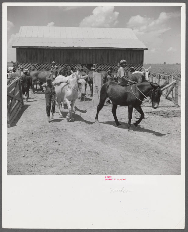 After the noon hour in the plantation yard, the mules, tractors and cultivators are taken out to finish the day's work. King and Anderson plantation, near Clarksdale. Mississippi Delta, Mississippi.