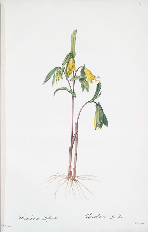 Uvularia perfoliata