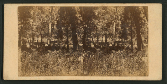 Camping scene on the Merced River.