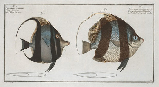1. Chaetodon macrolepidotus; 2. Chaetodon cornutus.