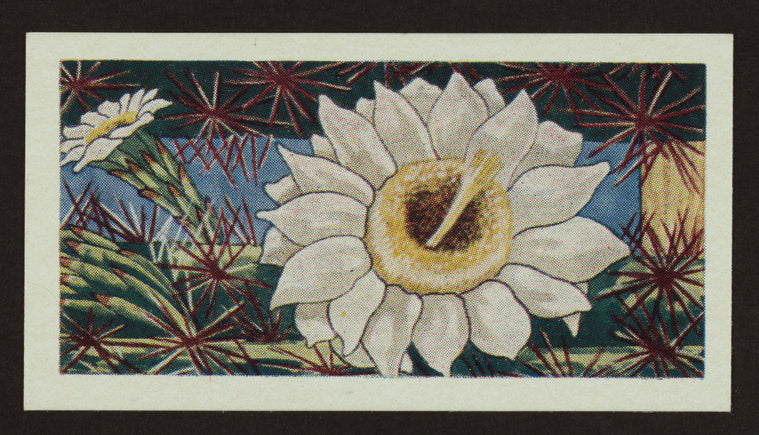 Carnegiea gigantea.