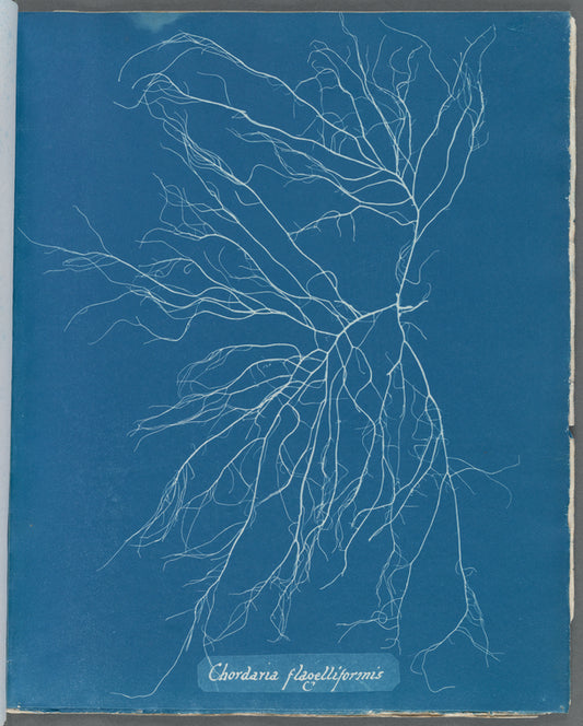 Chordaria flagelliformis