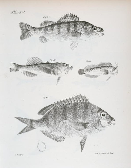64. The Rough Yellow Perch (Perca serrato-granulata). 65. The unarmed Uranoscopus (Uranoscopus anoplos). 66. The Seaweed Blenny ( Blennius fucorum). 67. The Lake Sheepshead (Corvina oscula).