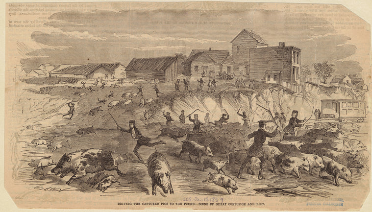 Driving the captured pigs to the pound : Scene of great confusion and riot