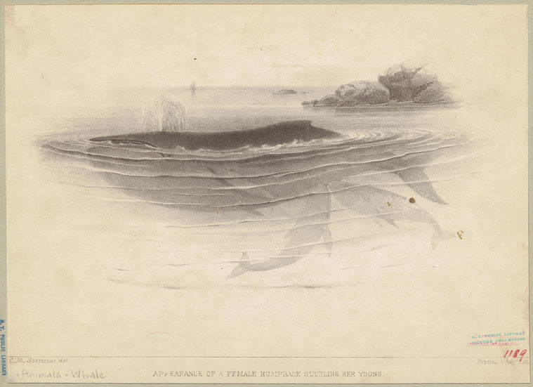 Appearance of a female humpback suckling her young