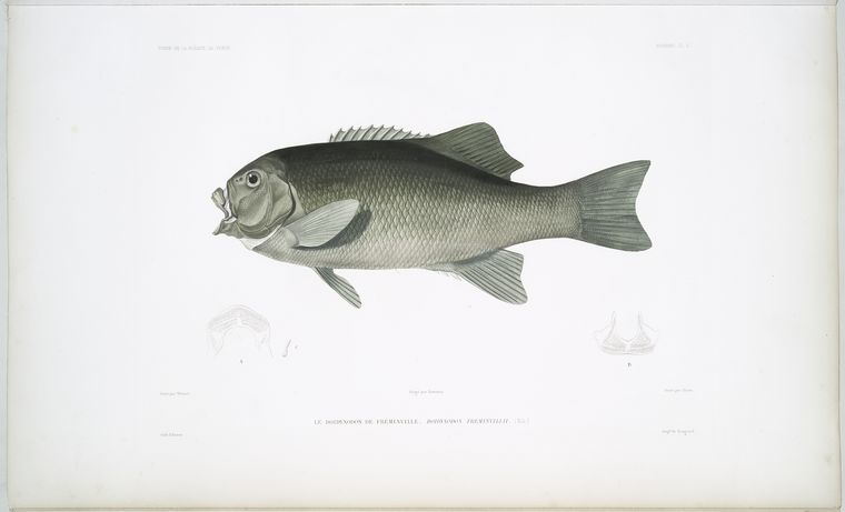 Le Doidyxodon de Fréminville, Doidyxodon freminvillii.
