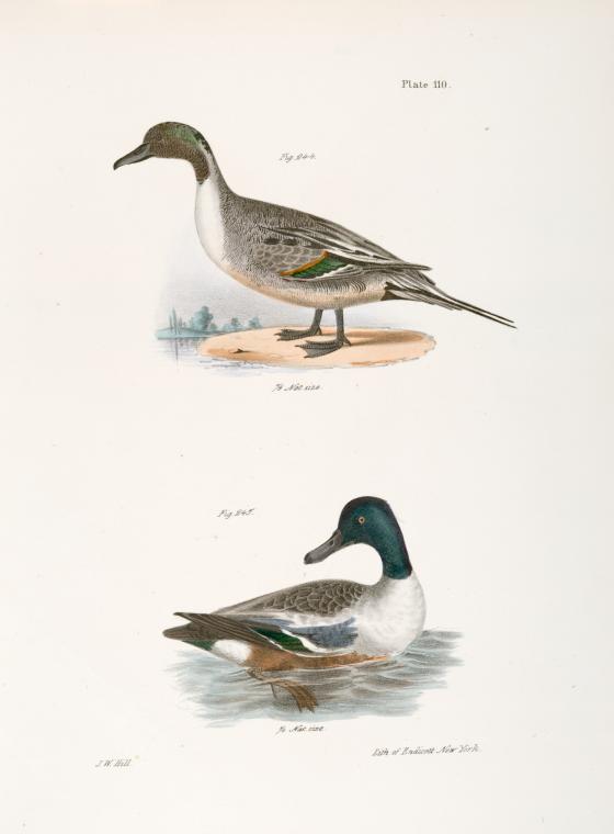 244. The Pintail Duck (Anas acuta). 245. The Shoveller or Spoonbill (Anas clypeata).