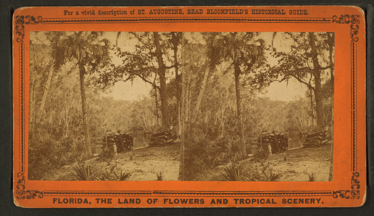 A view of the Ocklawaha River, Florida, near Sandy Bluff.