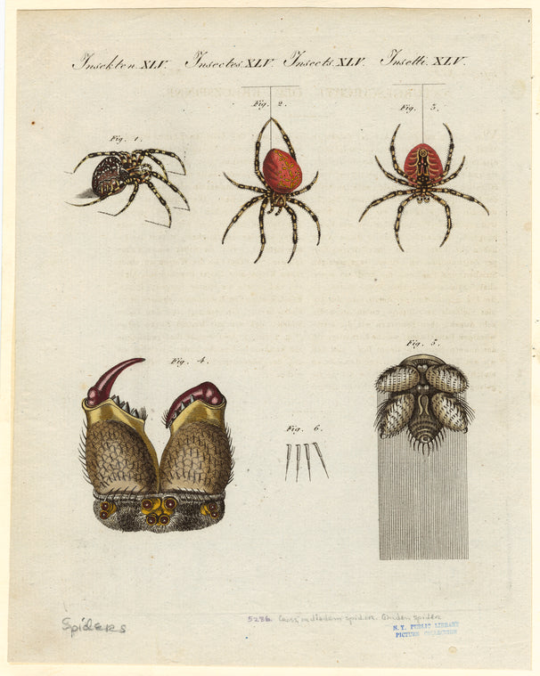 Cross, or diadem spider ; Garden spider