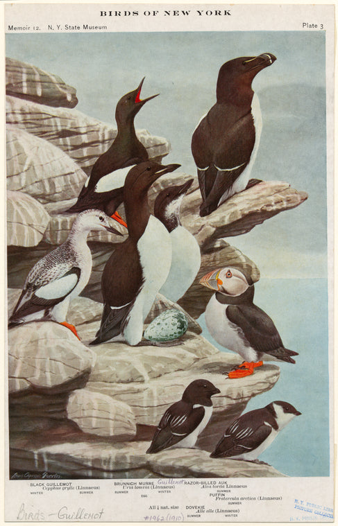 Black guillemot ; Brünnich murre ; Razor-billed auk ; Puffin ; Dovekie