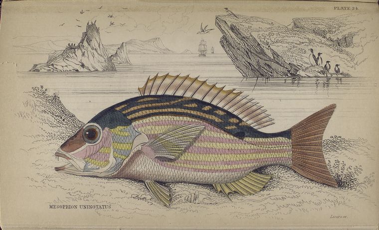 Mesoprion uninotatus.
