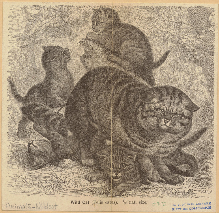 Wild cat (Felis catus)