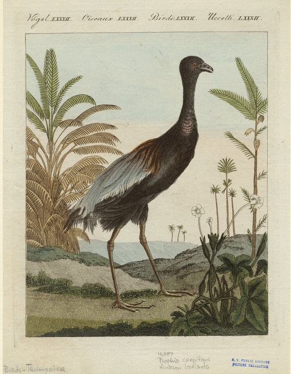 Psophia crepitaus, Amazon lowlands