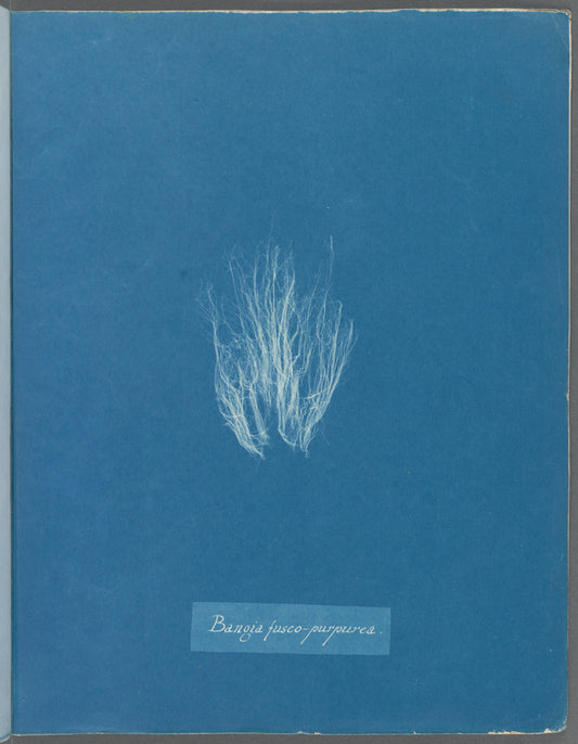 Bangia fusco-purpurea