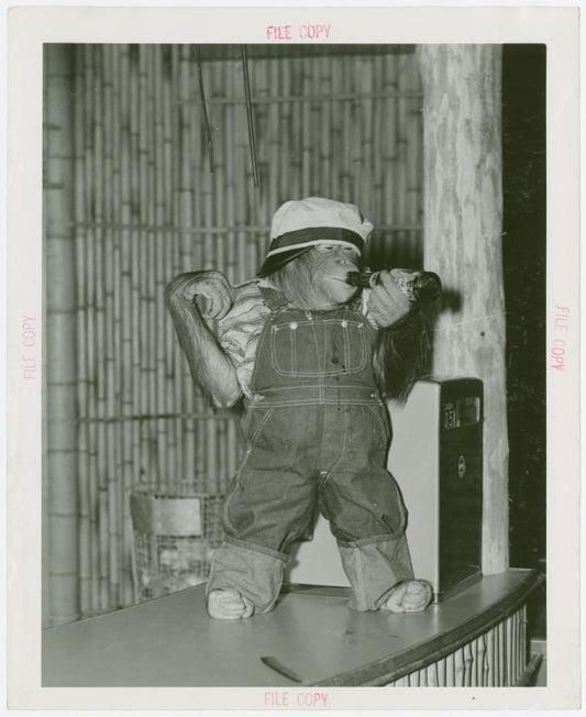 Amusements - Shows and Attractions - Frank Buck's Jungleland - Monkeys and Chimpanzees - Chimpanzee in costume with beer bottle