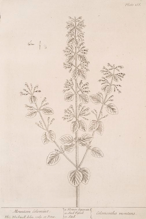 Mountain calamint.