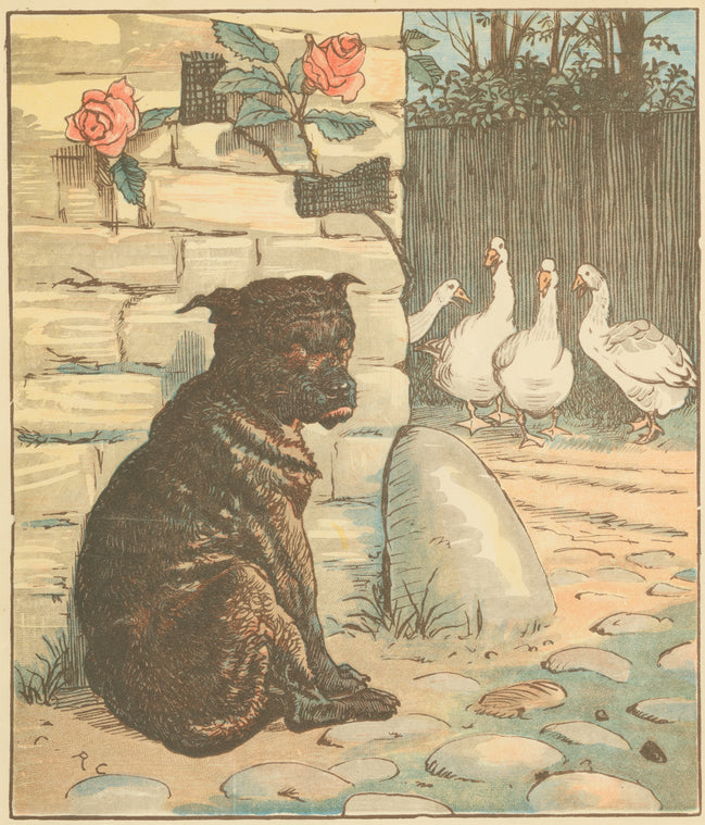 The dog that worried the cat