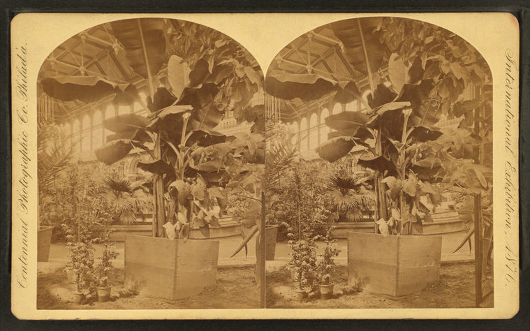 Banana, Floral Hall.