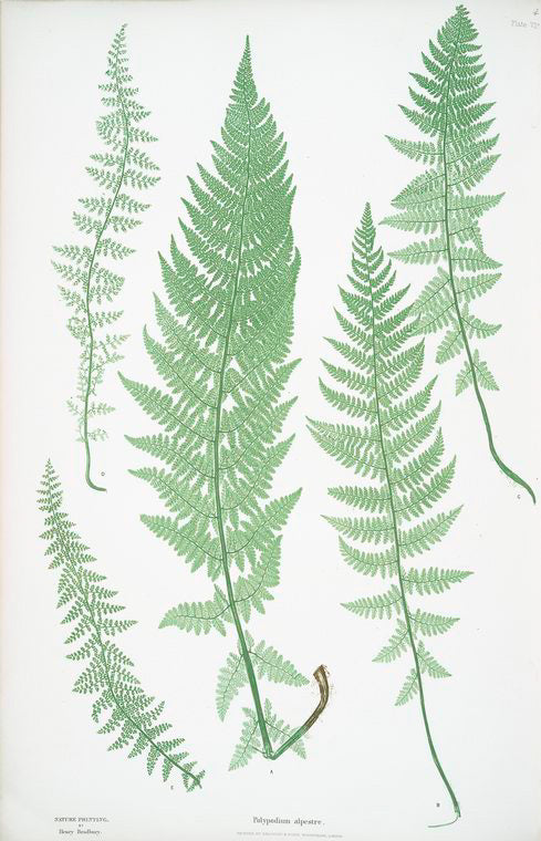 Polypodium alpestre. [The Alpine polypody]