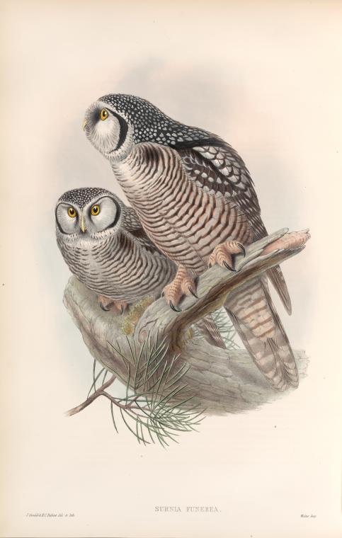 Surnia funerea. Hawk Owl.