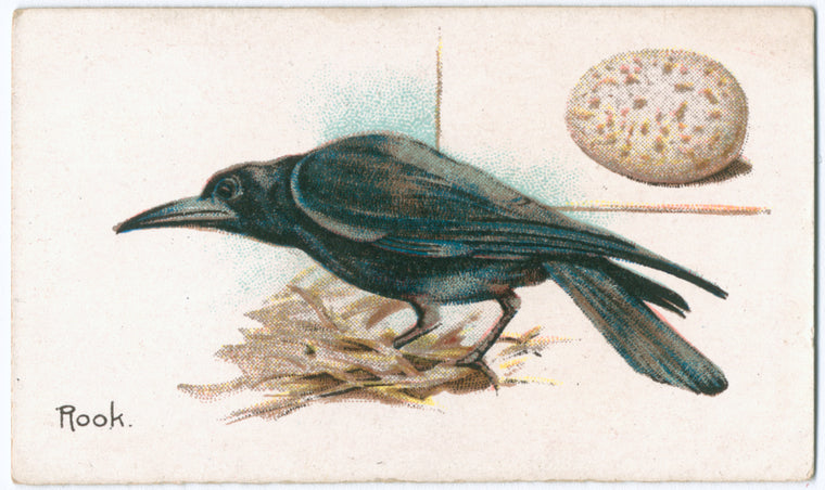 Rook.
