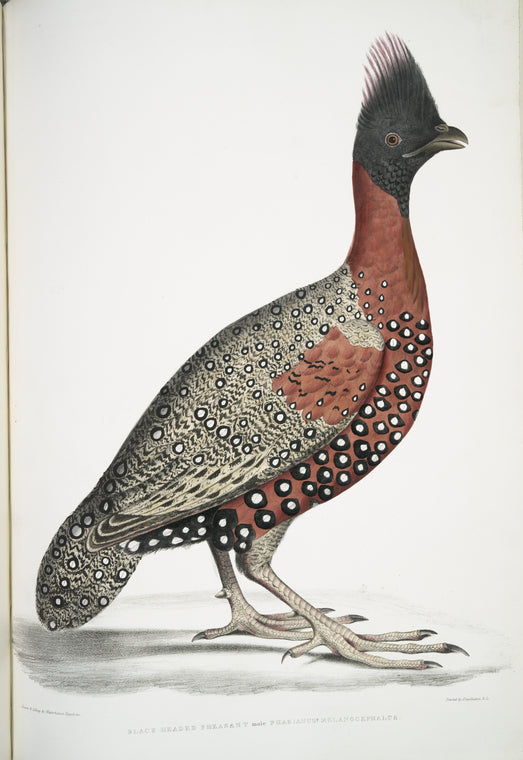 Black headed Pheasant,; Phasianus? melanocephalus. Young male of former.